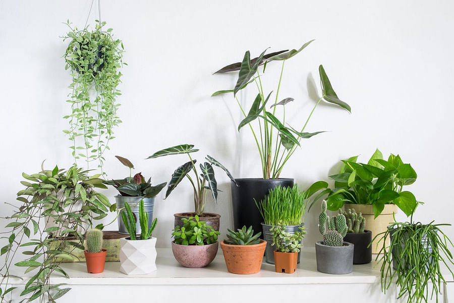indoor potted plants